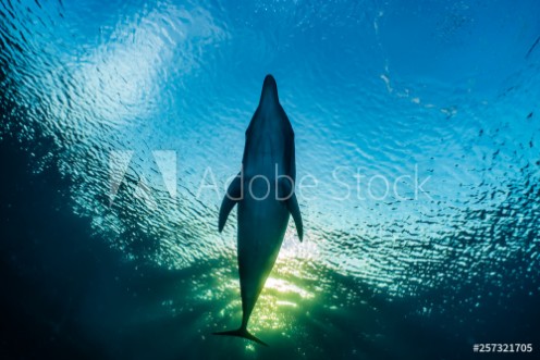 Picture of Dolphin swimming with divers in the Red Sea Eilat Israel